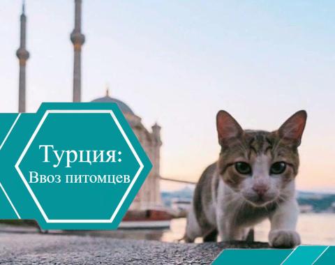 Ввоз животных в Турцию